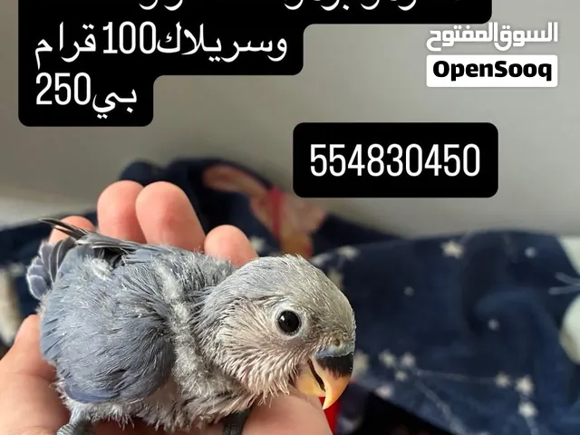 للبيع فرخ روز For Sale Rose Chick