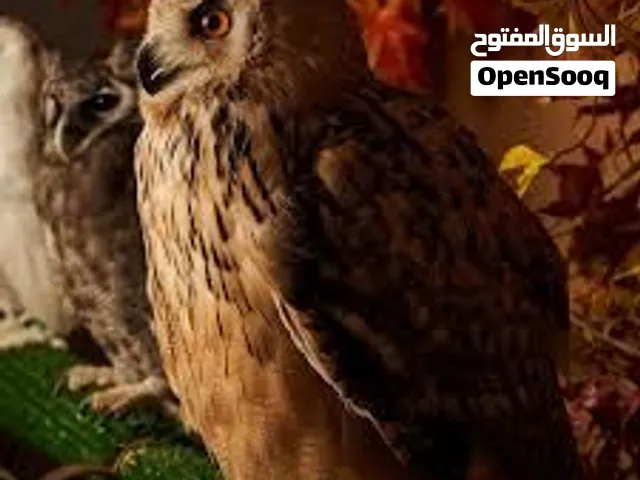 اضخم بومه بالعالم
