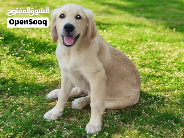Male Golden Retriever puppy