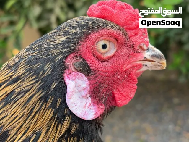 للبيع فقط لا اقبل لبدل ديك باكستاني عمره 10 شهور يدور  اموره طيبه لايوجد فرق للبيع فقط
