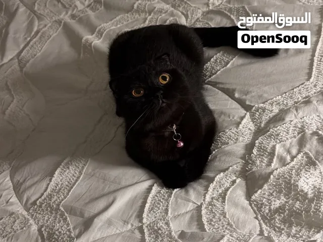 قطة سكوتش فولد (Scottish Fold)
