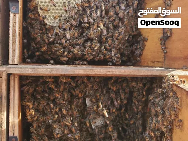 لبيع النحل البلدي مضمون 100 لبيع النحل البلدي والعسل البلدي لبيع النحل البلدي والعسل البلدي بجانواعه