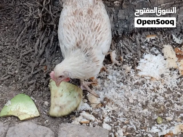بعد ستة ايام يتوفر طبقة بيض دندراوي الاصلي الامهات فواتح السعر قفل 75 الف شرط ملقحات خير من الله