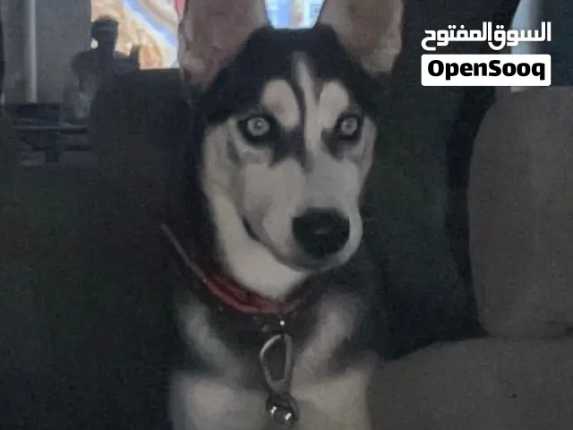 كلبه هاسكي بيور للبيع