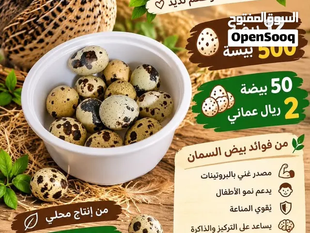 محبين بيض السمان بجودة مميزة