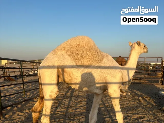 قعود محلي فاخر للطاب التواصل