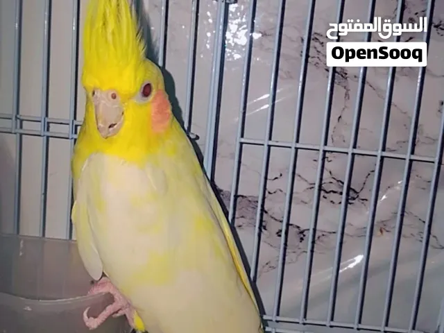 tame male cocktail!