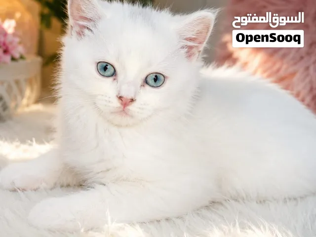قطة شيرازي للبيع