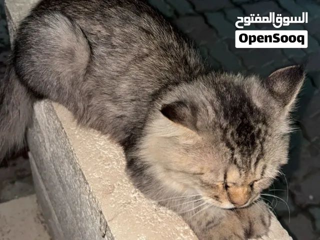 شوف وصف عق سعرك وشله