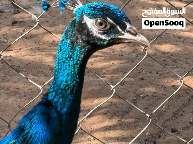 زوج طاووس هندي جاهز للانتاج وصحتهن ممتازه وما يشكن شي خذ وانتج منهن