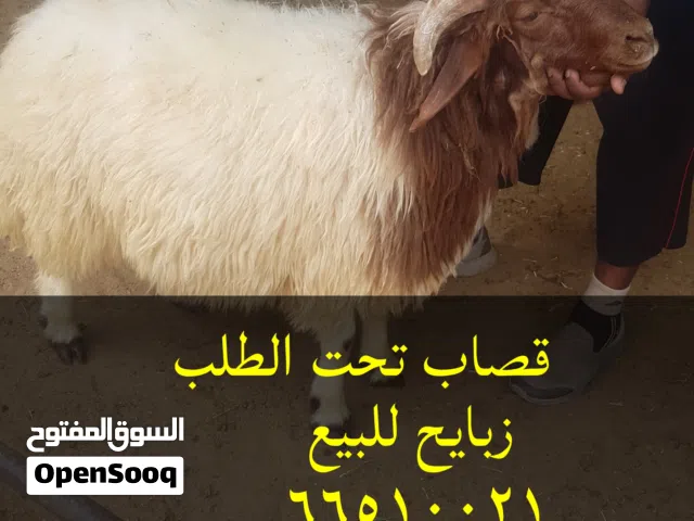 قصاب متنقل تحت الطلب لجميع مناطق الكويت