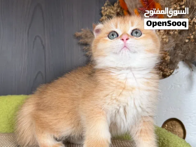 كتنات بمستوى عالي ودم نقي خالية من التهجين