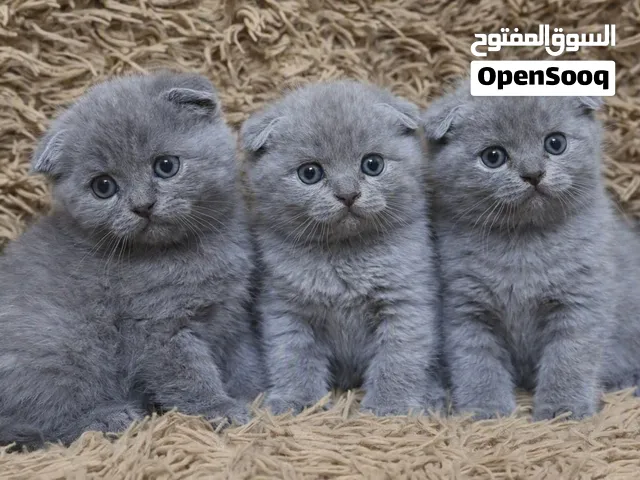 سكوتش فولد Scottish Fold أقرا الوصف
