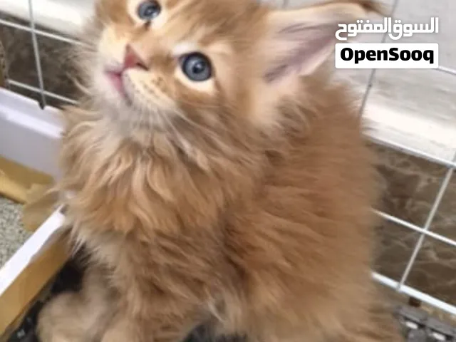 pure main coon kitten  AED 4800  ماين كون اصلي
