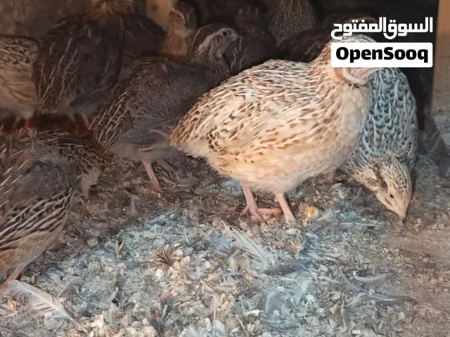 فر للبيع
