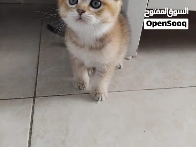 Scottish Triple Fold kittens قطط صغيرة سكوتش ترابل فولد