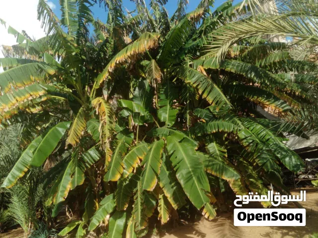 أشجار موز عربي 11 يونيو