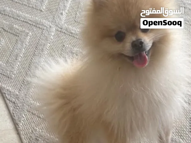 للبيع كلب بومورينيان