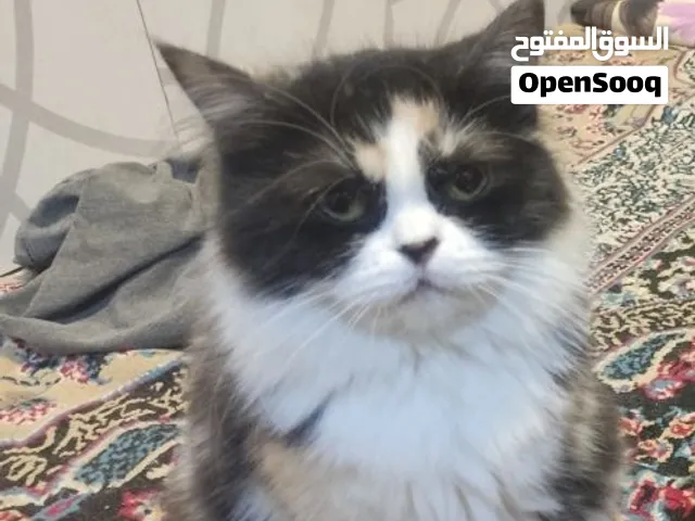 قطط هملايا للتبني