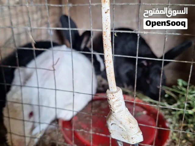 اربعه اناتي ودكر