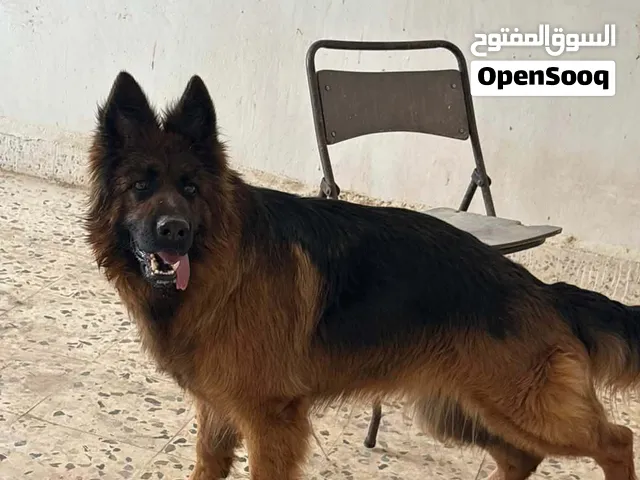 انثى جيرمين طالبه التزاوج