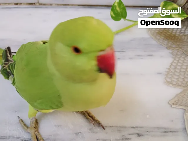 ببغاء دره فرخ إنتاج شهر 2  2026 عمرو8أشهر  اليف مابعض بس عندو شويه خوف بدو متابعه