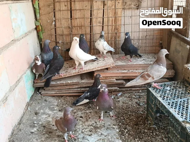 حمام لبيع لوت 7 ودشش 3 وتاره وحده ابيع شلع 35