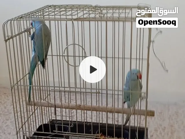 جواز ببغاء دره ازرق واخضر