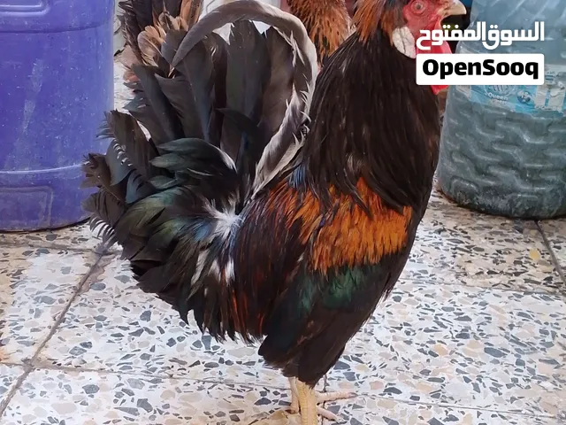 ديج كويتي افرك كحلي ودجاجة فركة شمسية عربية