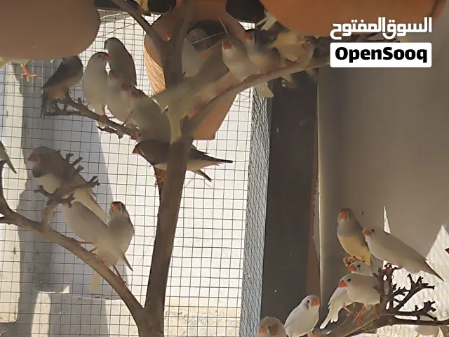 زيبرا للبيع او تبديل بقلينو