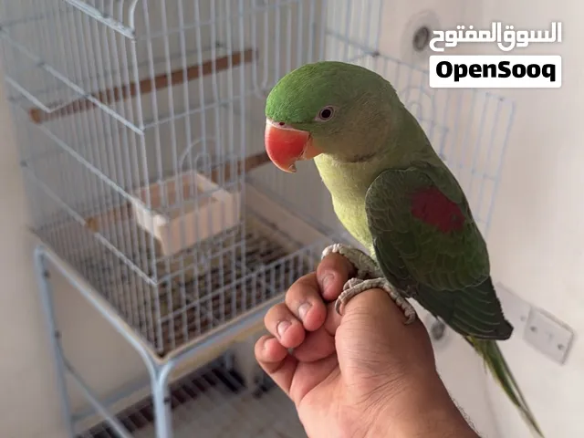 ذكر ببغاء نيبالي اليف هدد خارجي الوصف مهم
