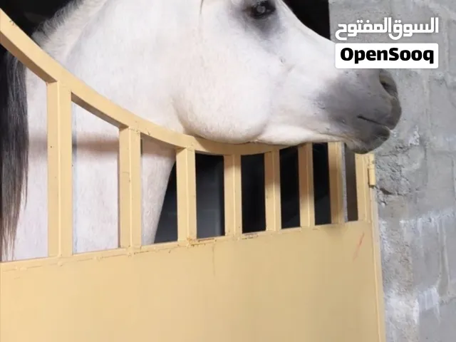 الخيل ماعنده جواز