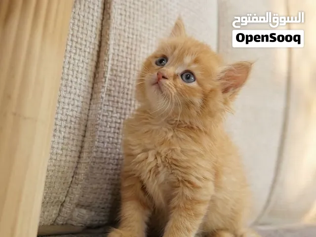متوفرات للحجز وتساب