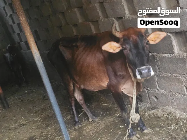 بقرة عمانية للبيع مع ولدها