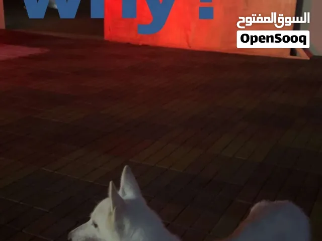 اريد كلب للتبني