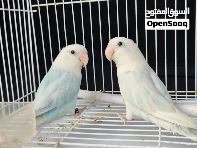 blue and white lovebird breeding pair