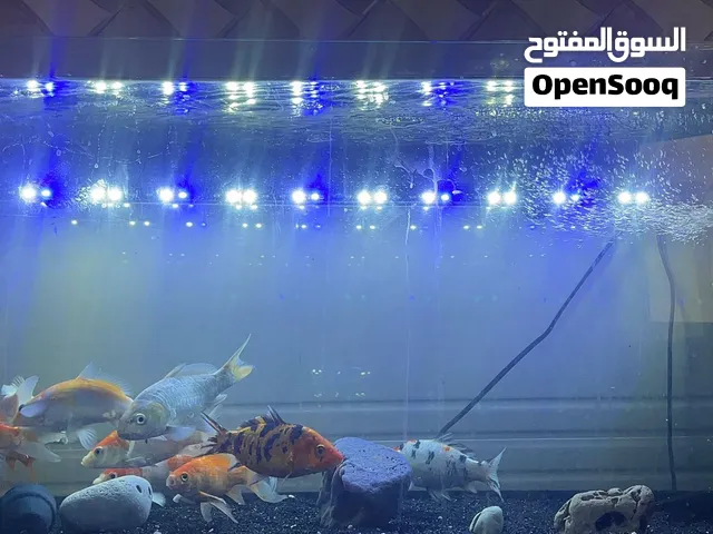 حوض سمك للبيع العرض متر