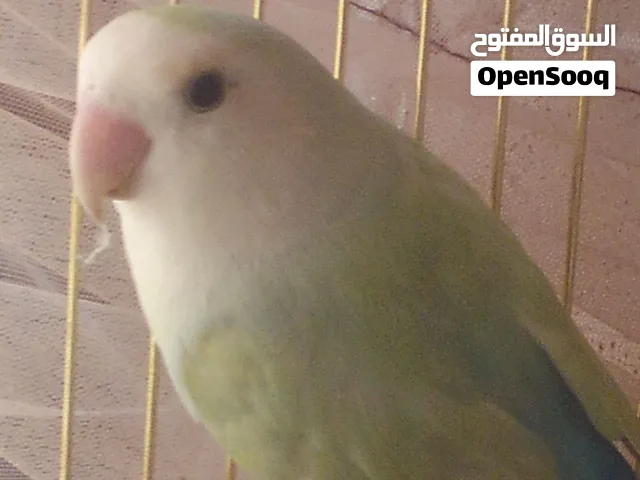 طير ذكر روز لون نادر