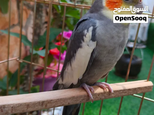 ذكر كوكتيل ربي يبارك ناشط للبيع بالقفص أو التبديل أقرا الوصف