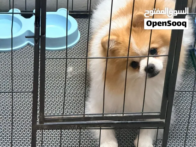 Pomeranian pure