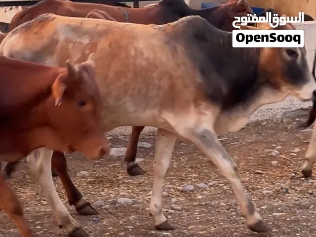 افضل نوعيه للتربيه للأعياد فرصه الي يريد يربي...عجال اثيوبيات احجام متوسطه وبصحه ممتازه والحمدلله