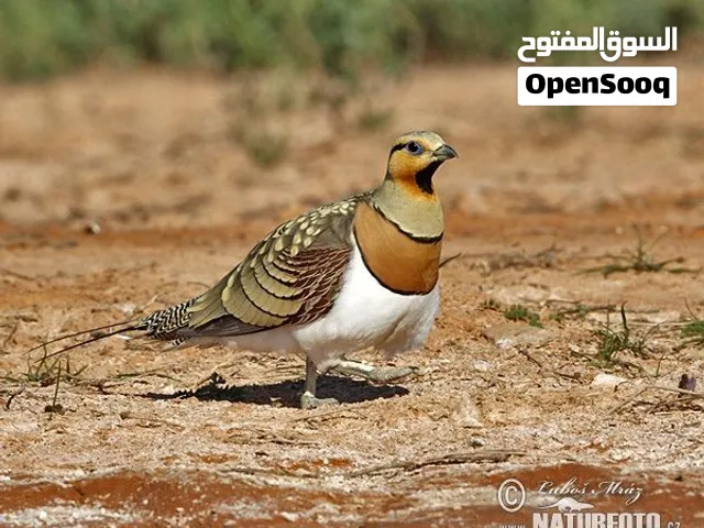 طاير القطا العراقي