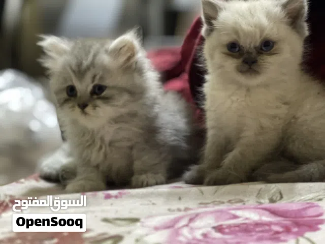 Persian mixed with British longhair