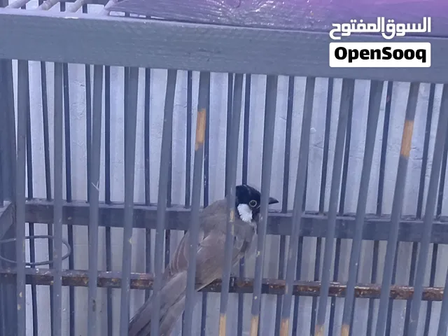 بلبول بعد ما صابغ