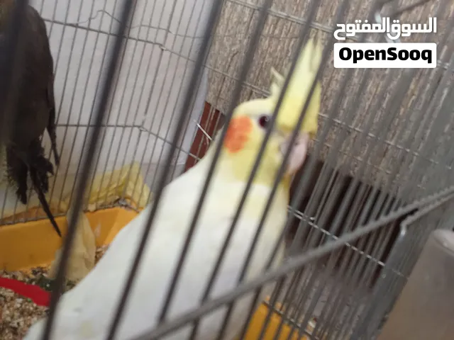 عصفور كوكتيل أليف  عين حمراء