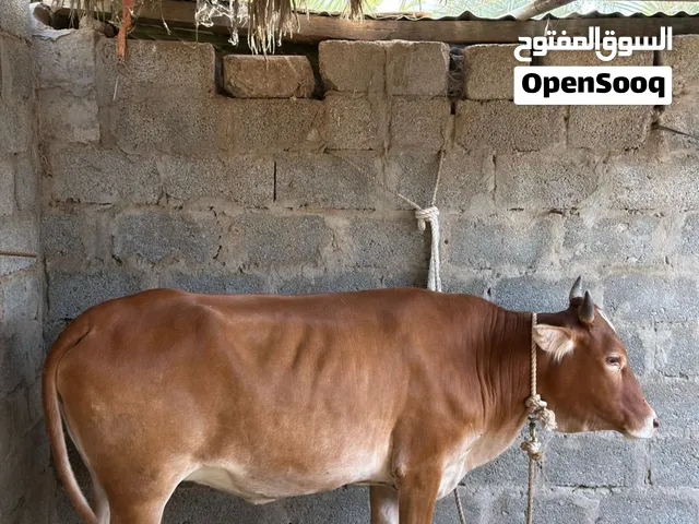 بقرة عشار للبيع