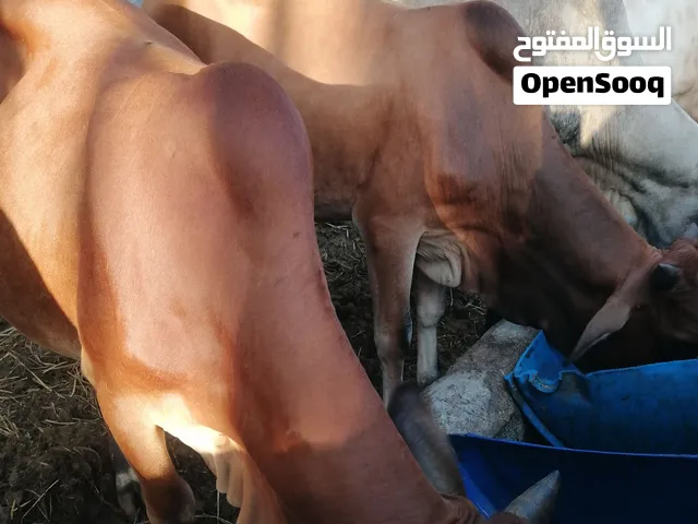 أبقار ثيران  للبيع