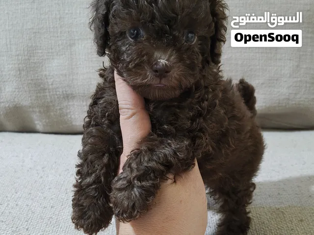 chocolate toy poodle