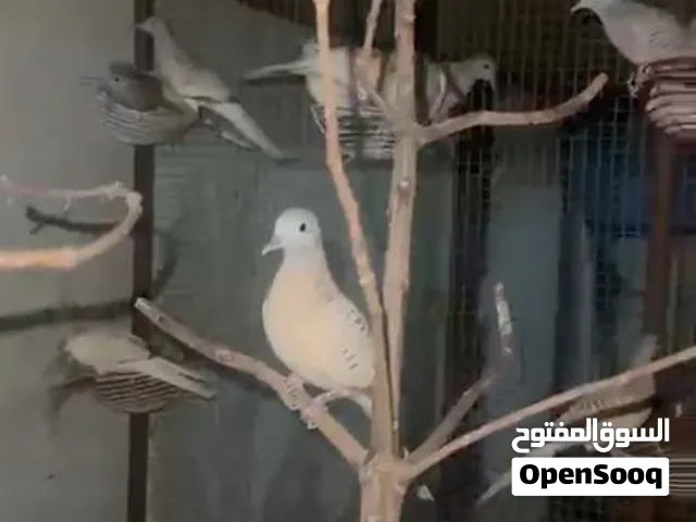 دوف الخشبي ازواج منتجات