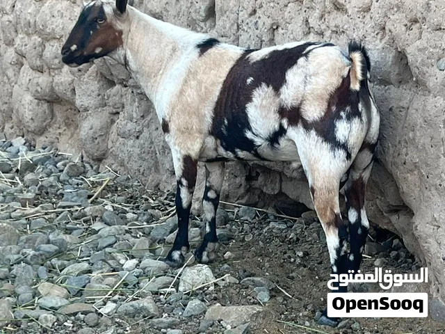 للبيع تيس صلالي اصمع اجم
